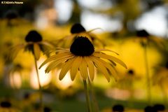 Rudbeckia Fulgida Goldsturm - Saint Symphorien - Belgium