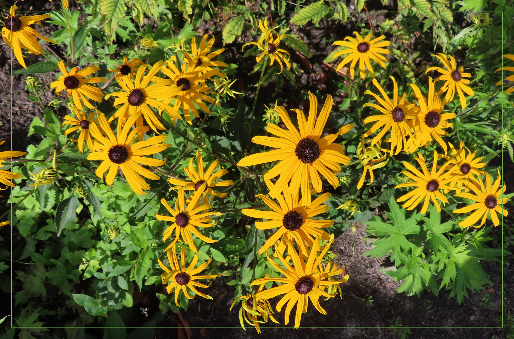  Rudbeckia fulgida 'Goldsturm' (Sonnenhut) 