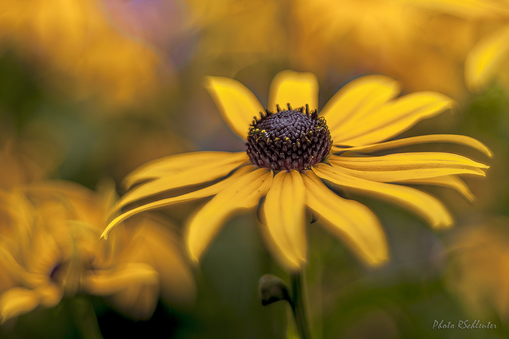 Rudbeckia (gelber Sonnenhut)