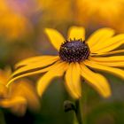 Rudbeckia (gelber Sonnenhut)