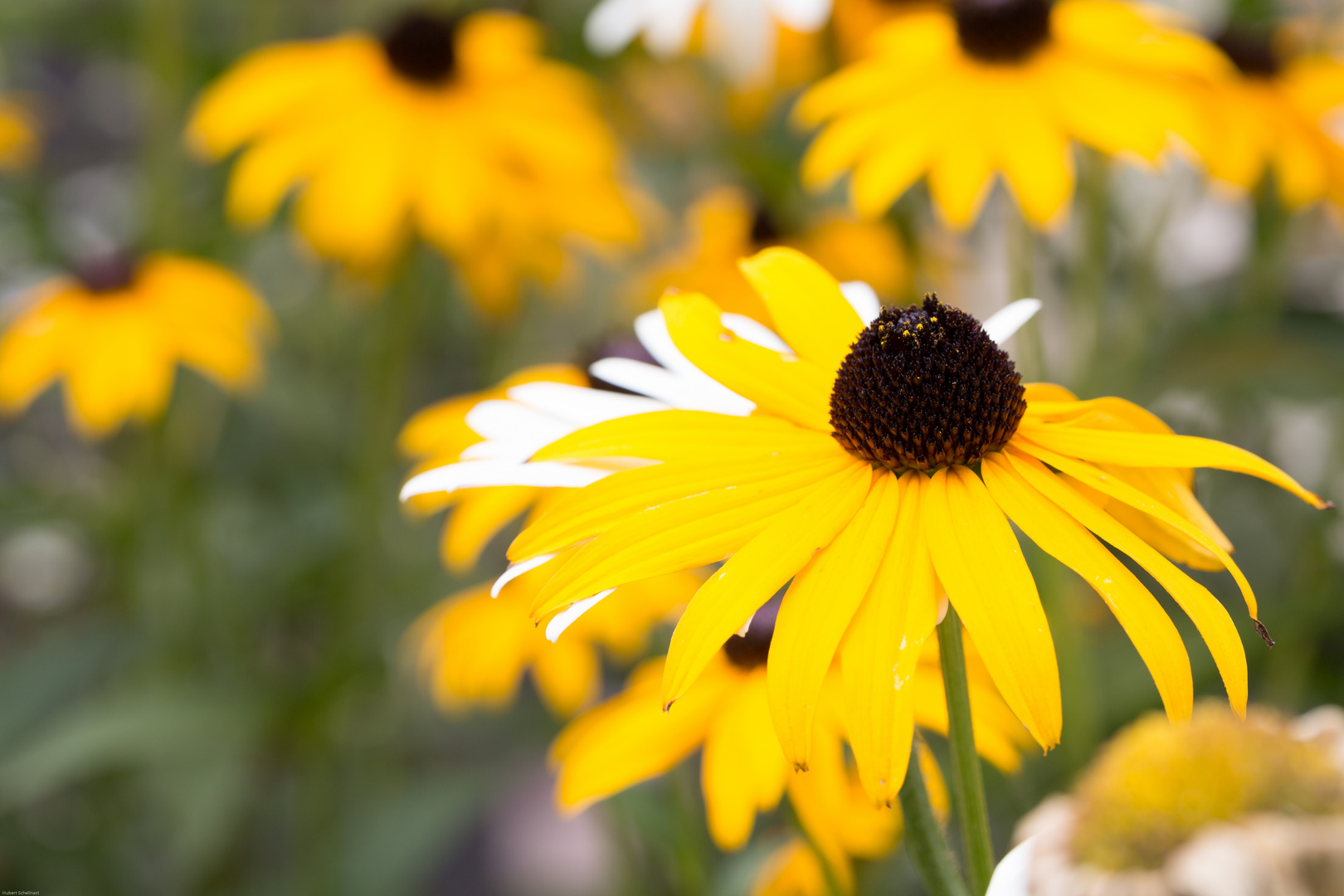 Rudbeckia (Gelber Sonnenhut)