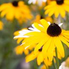 Rudbeckia (Gelber Sonnenhut)