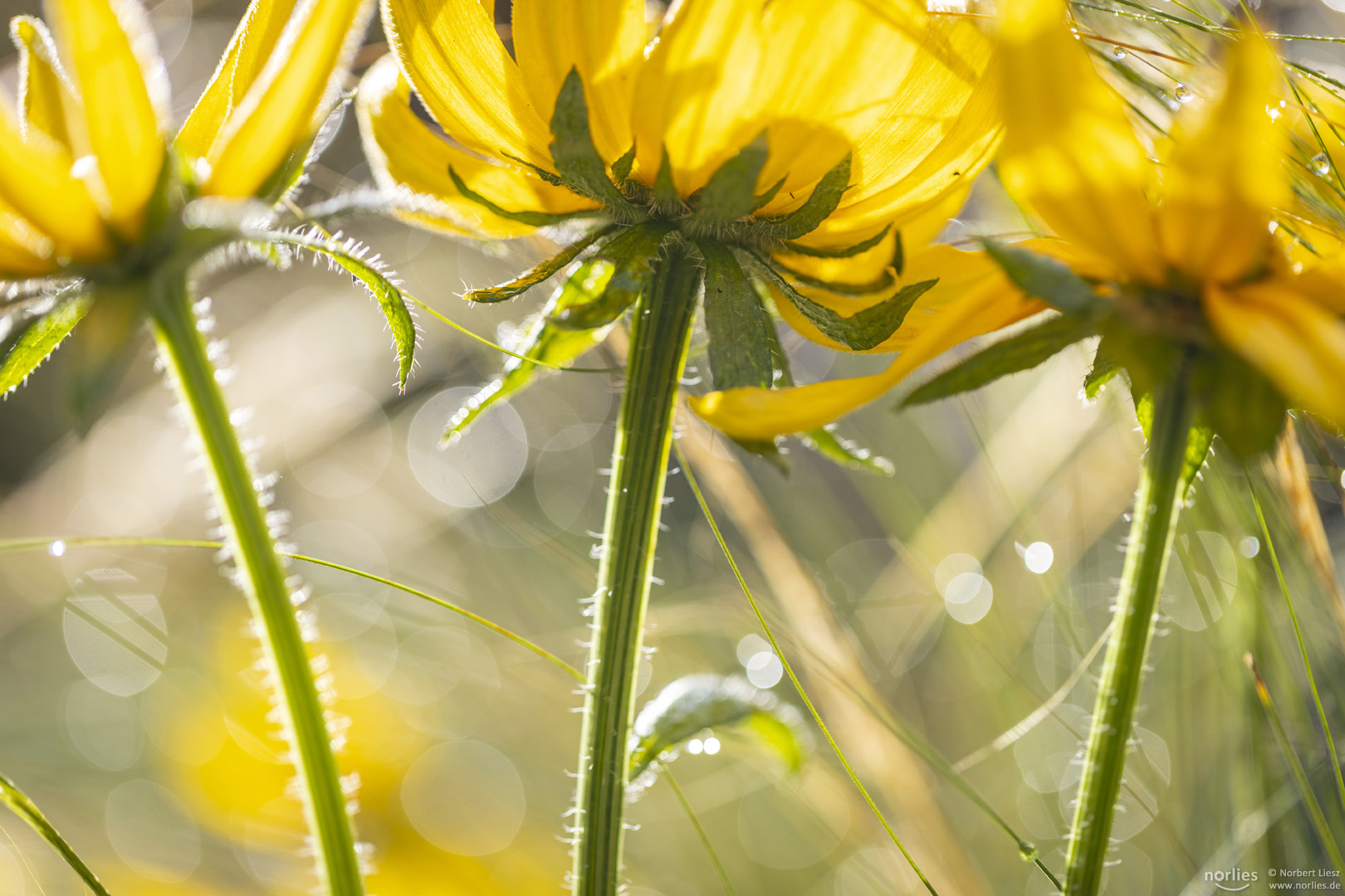 rudbeckia hirta