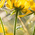 rudbeckia hirta