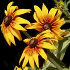 Rudbeckia hirta