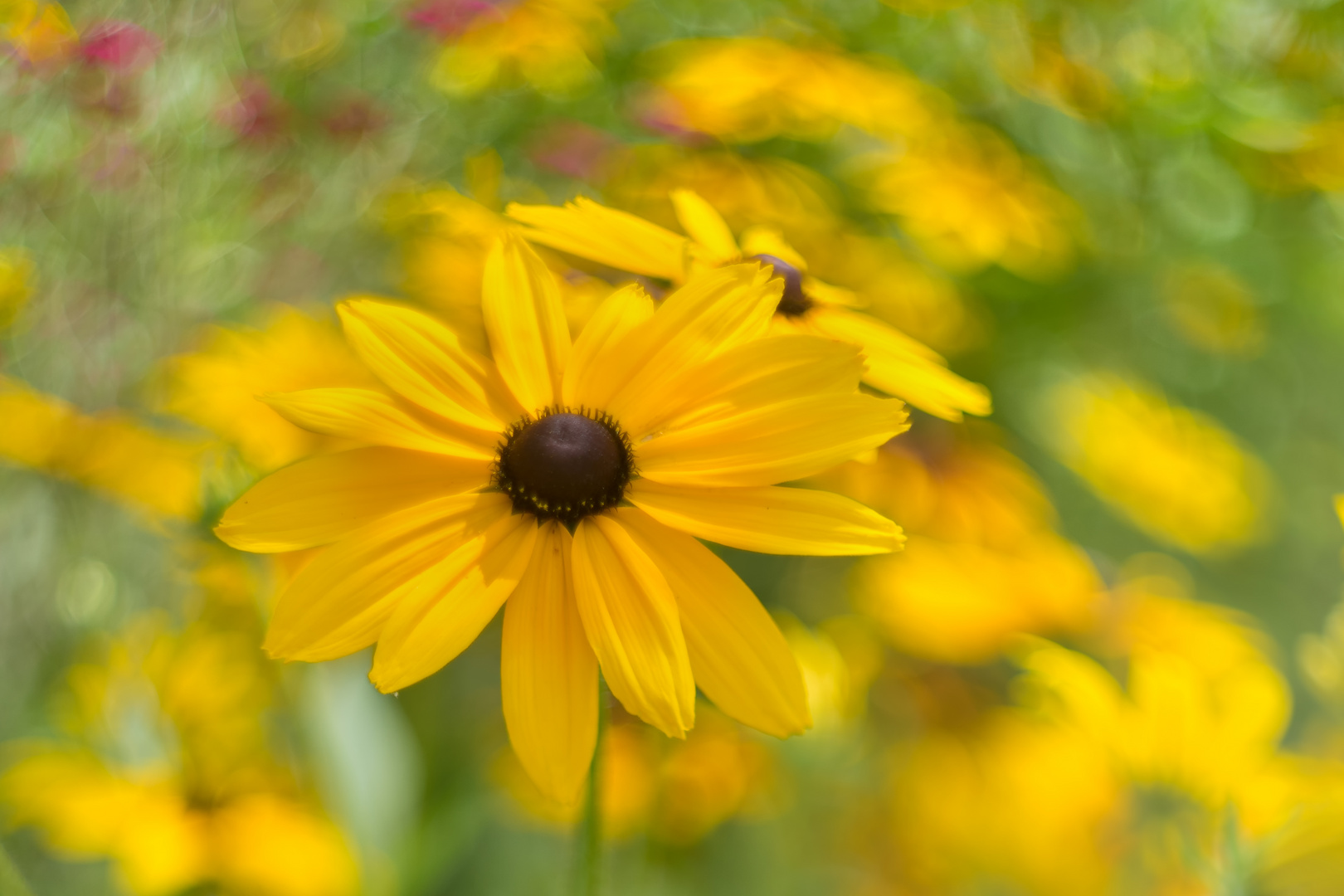 Rudbeckia II