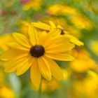 Rudbeckia II