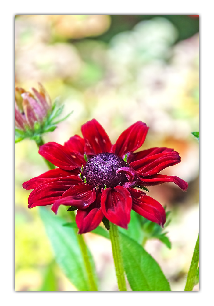 Rudbeckia III