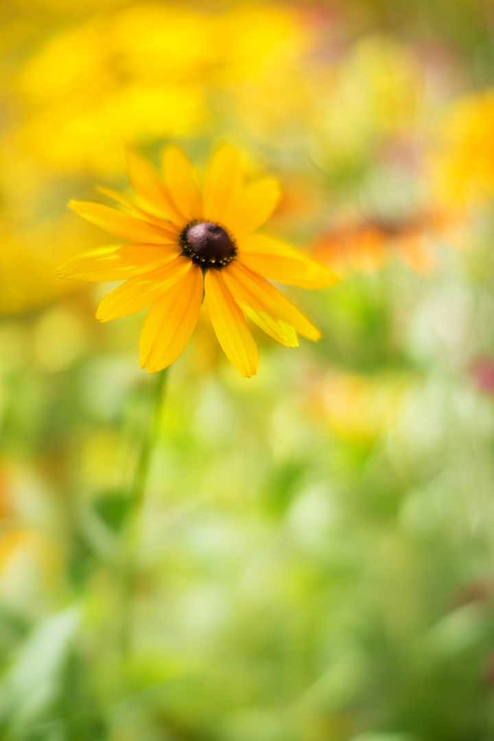 Rudbeckia III