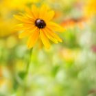 Rudbeckia III