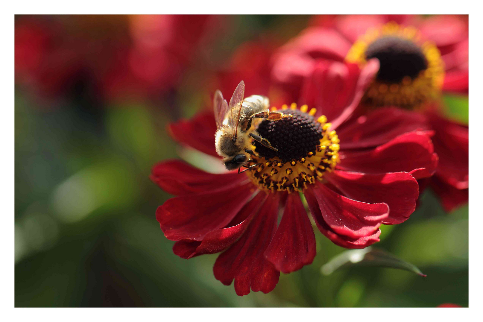 Rudbeckia im Abendlicht