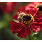 Rudbeckia im Abendlicht