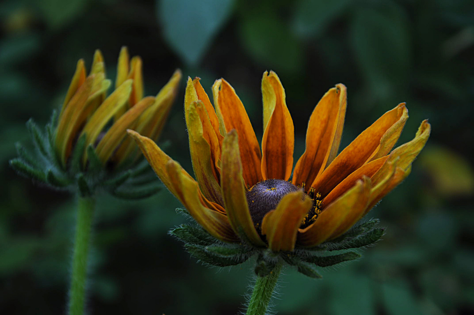 rudbeckia in boccio