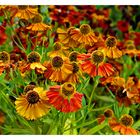 Rudbeckia in HDR