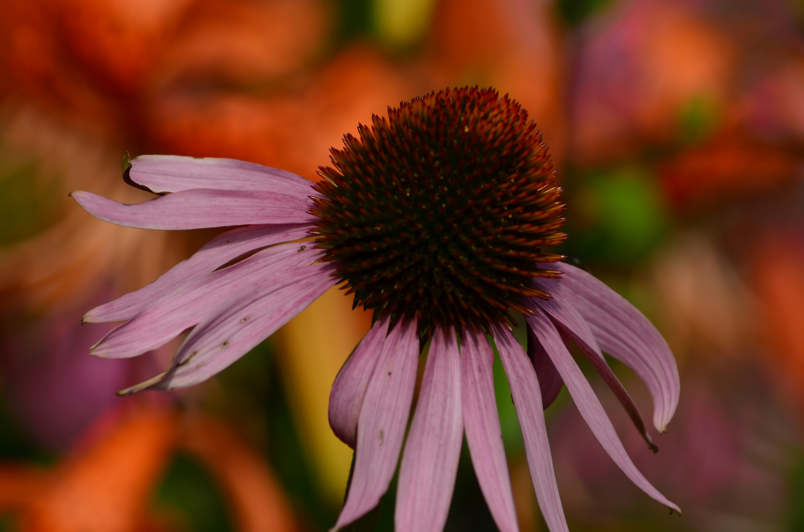 rudbeckia in rot