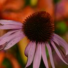 rudbeckia in rot