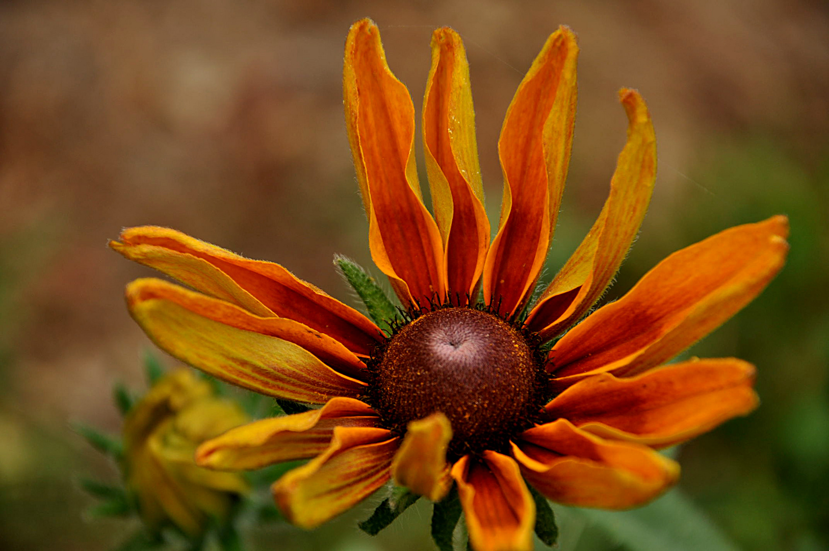 rudbeckia irta