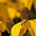 Rudbeckia laciniata - Schlitzblättriger Sonnenhut