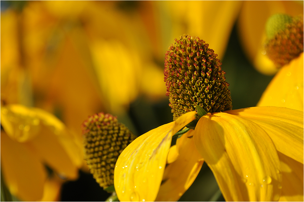 Rudbeckia laciniata - Schlitzblättriger Sonnenhut