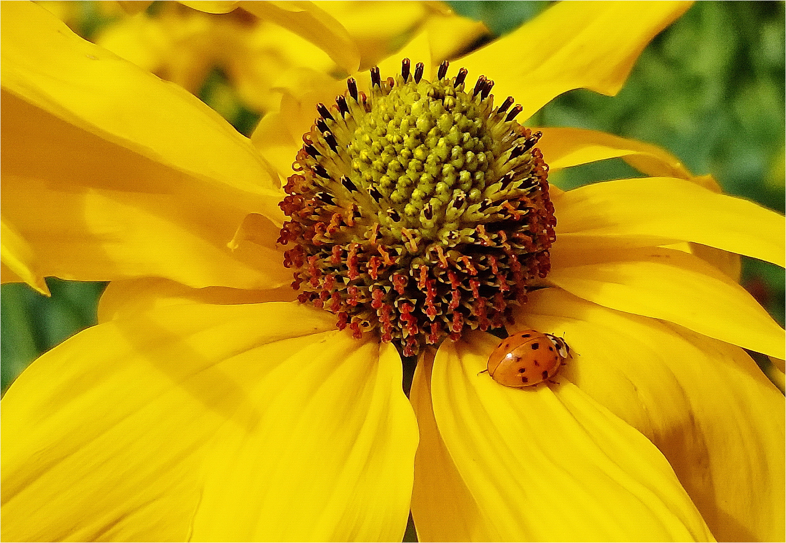 Rudbeckia mit Besuch