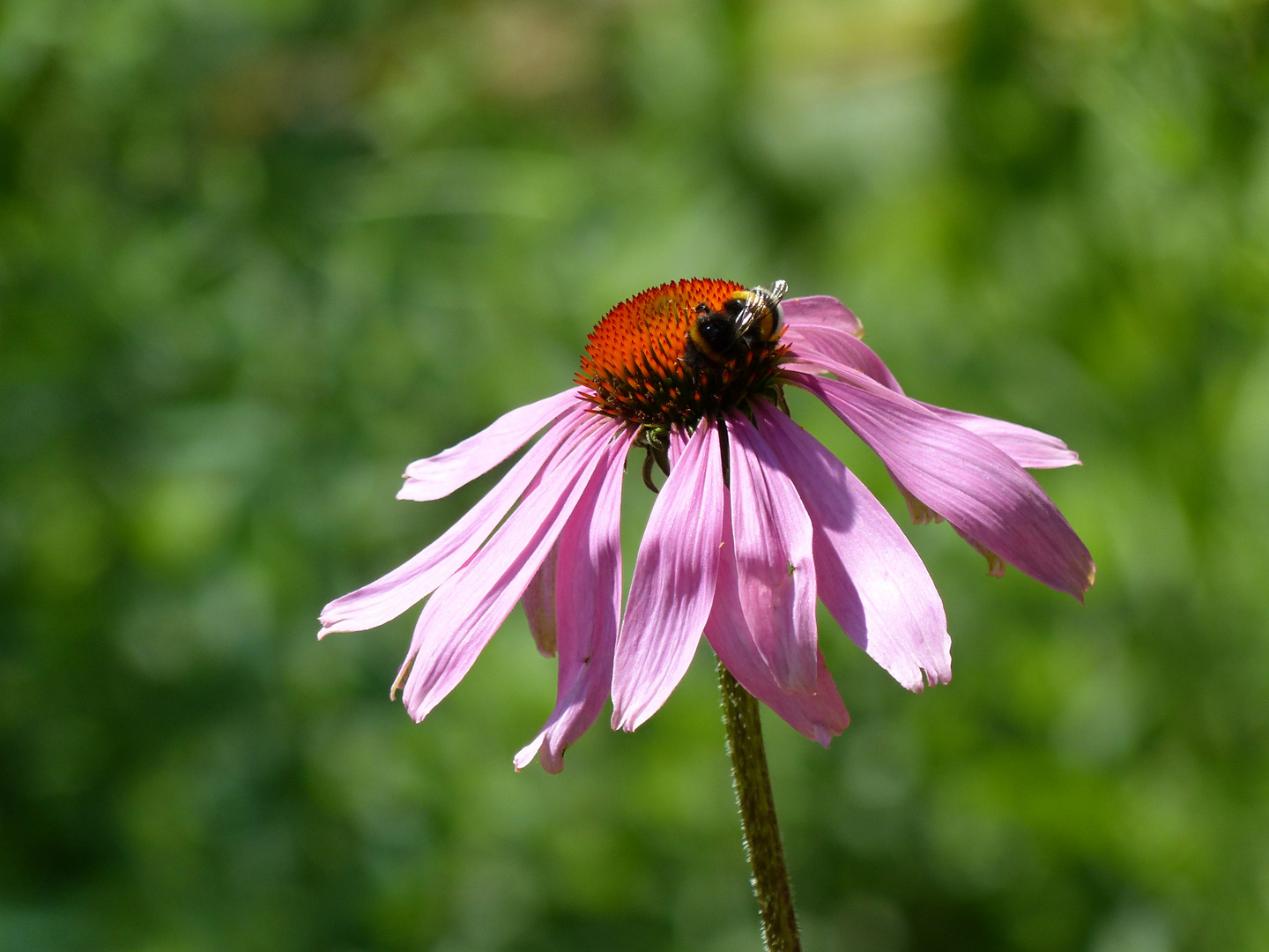 Rudbeckia mit Besucher