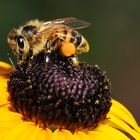 Rudbeckia mit der Maja 