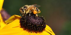 Rudbeckia mit der Maja 