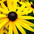 Rudbeckia mit Gästen