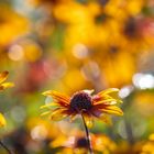 rudbeckia reflections