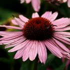 Rudbeckia Rose