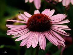 Rudbeckia Rose