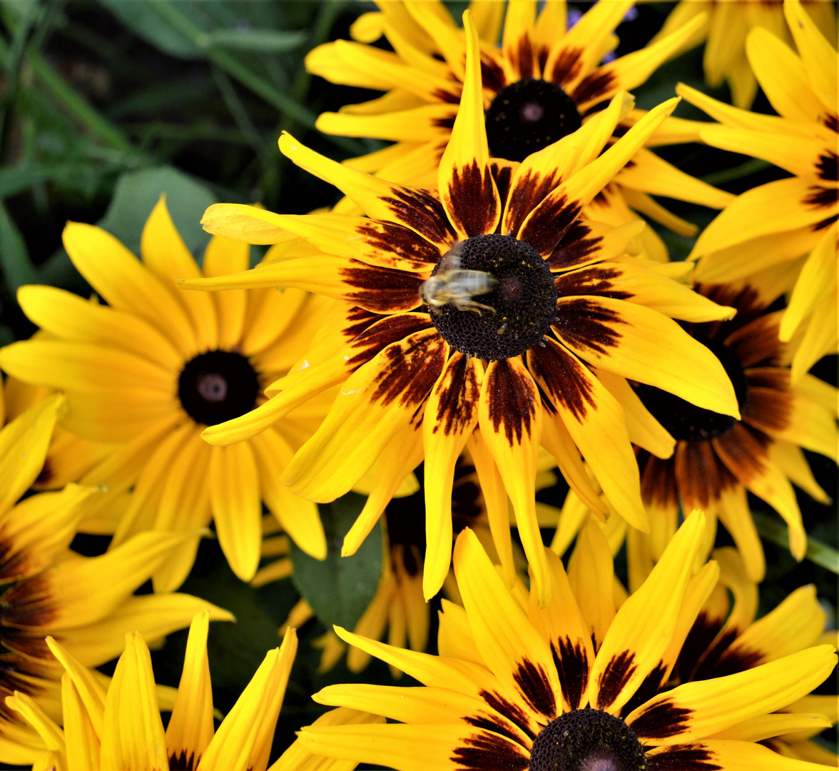 Rudbeckia - Sommer-Herbst-Schönheit