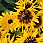 Rudbeckia - Sommer-Herbst-Schönheit