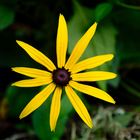 Rudbeckia (Sonnenhut)