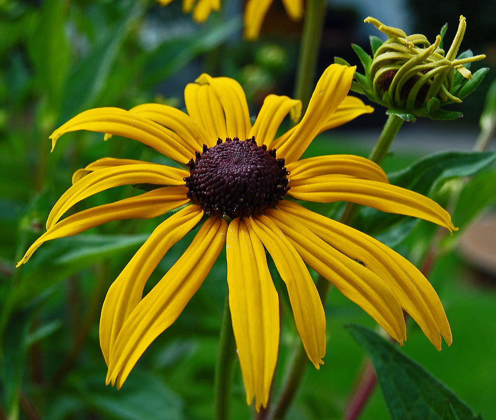 Rudbeckia-Sonnenhut-