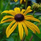 Rudbeckia-Sonnenhut-