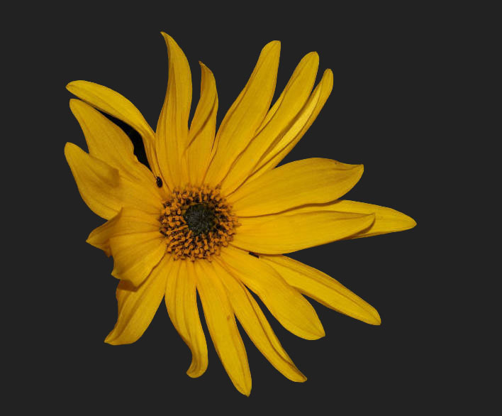 'Rudbeckia subtomentosa'