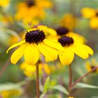 Rudbeckia triloba