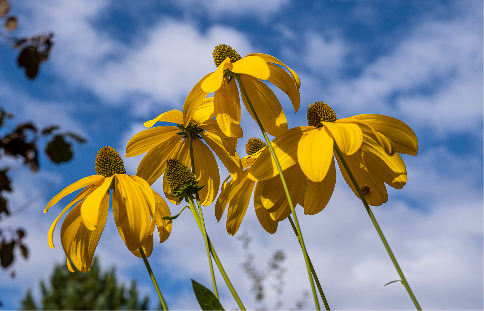 RUDBECKIAS