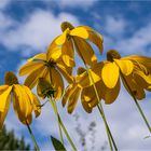 RUDBECKIAS