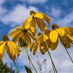 RUDBECKIAS