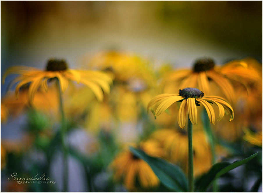 Rudbeckias