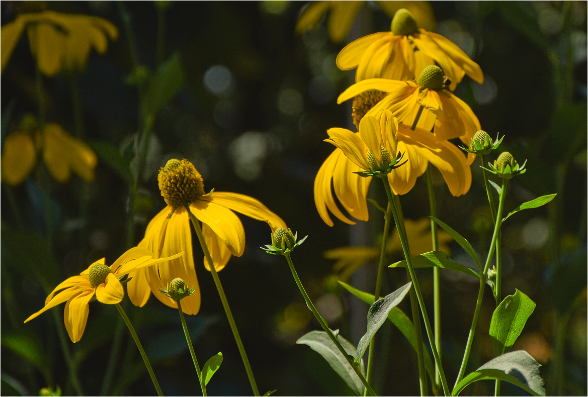 RudbeckiasII