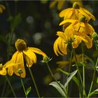 RudbeckiasII