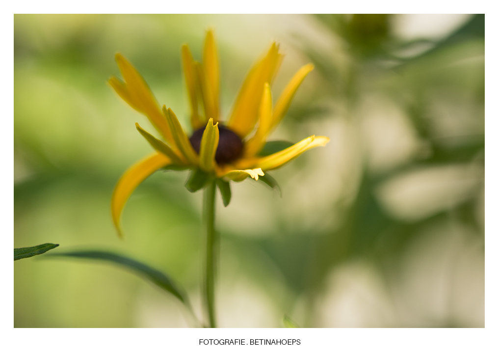 RUDBECKIE