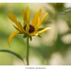 RUDBECKIE