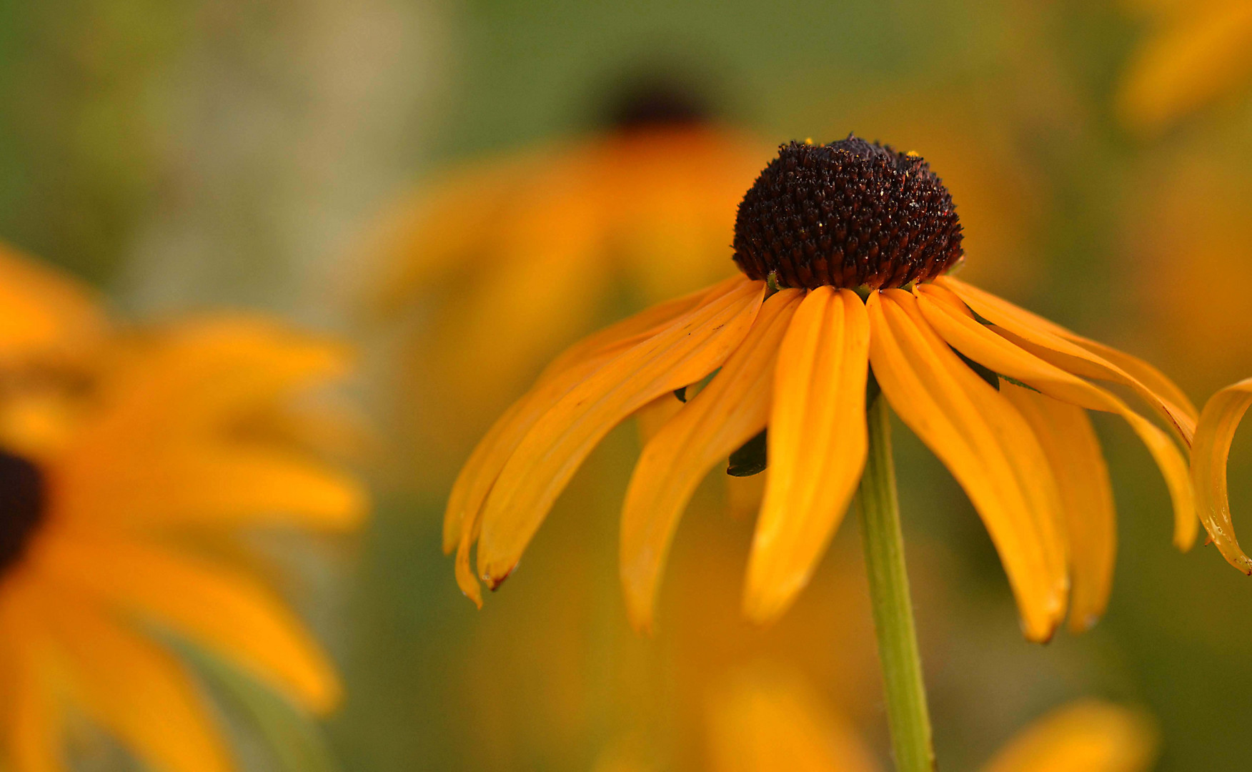 Rudbeckie 2