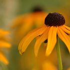 Rudbeckie 2