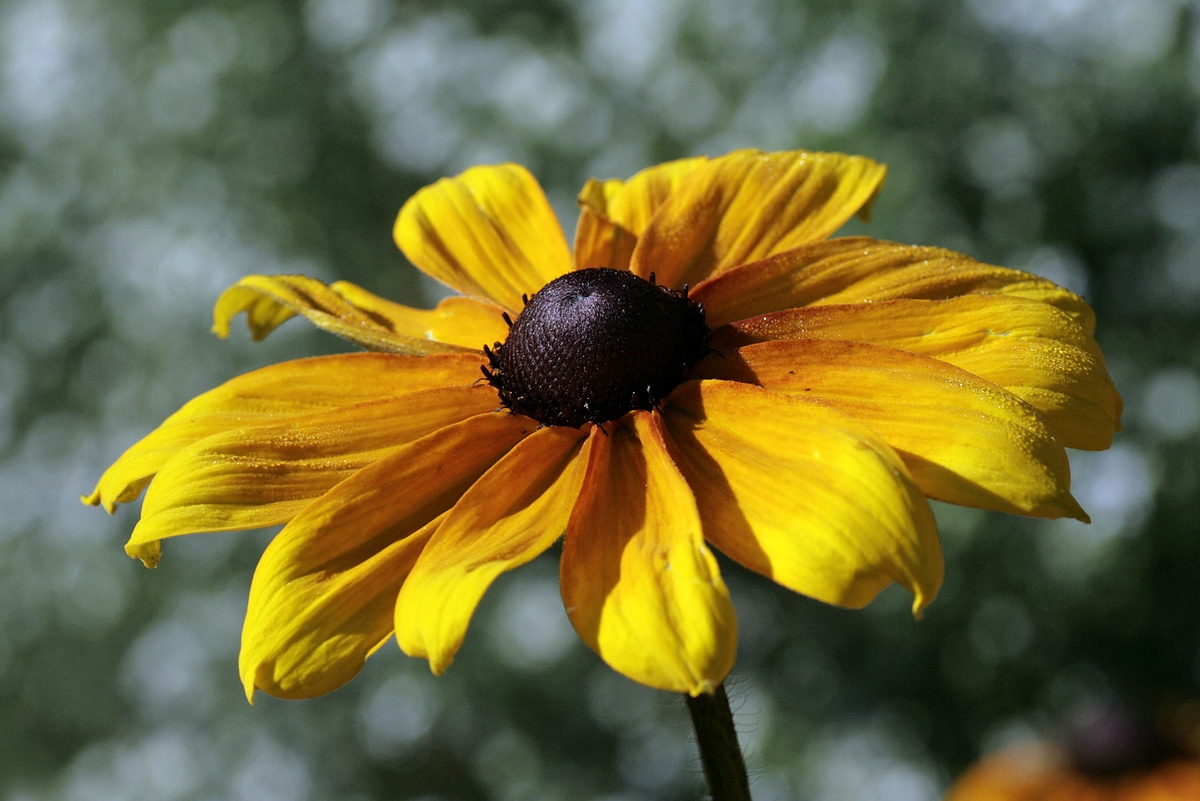 Rudbeckie