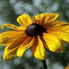 Rudbeckie